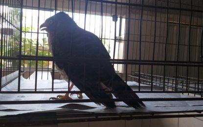 Bombeiros regatam gavião ferido