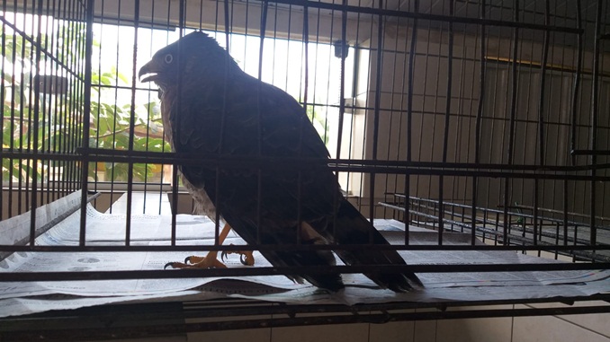 Bombeiros regatam gavião ferido