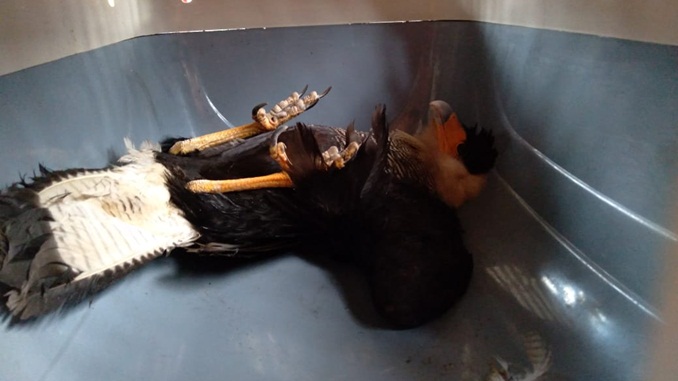 Bombeiros capturam gavião em quintal no bairro Carijós, em Conselheiro Lafaiete