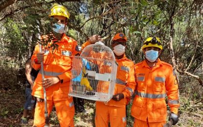 Bombeiros resgatam ave silvestre em Prados