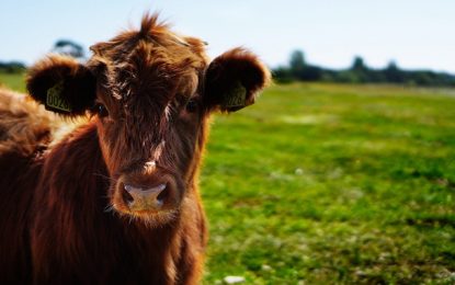 Começa nesta sábado a vacinação contra a febre aftosa em MG