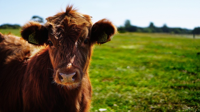 Começa nesta sábado a vacinação contra a febre aftosa em MG