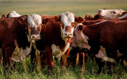 INDICADORES: boi gordo fica mais barato, nesta quarta-feira (2)