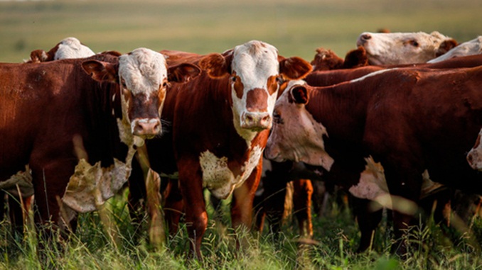 INDICADORES: boi gordo tem nova alta no preço, nesta quinta-feira (27)