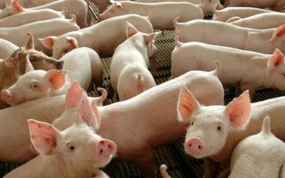 Brasil exporta 351,8 mil toneladas de carne suína no primeiro quadrimestre de 2021