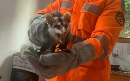 Bombeiros capturam gambás dentro de fogão e loja no Centro de Guaxupé