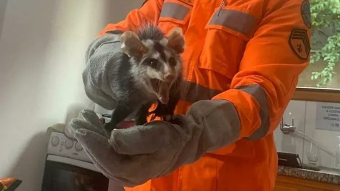 Bombeiros capturam gambás dentro de fogão e loja no Centro de Guaxupé