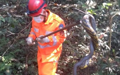 Bombeiros capturam cobra de grande porte na Colônia do Marçal