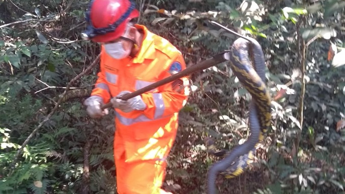 Bombeiros capturam cobra de grande porte na Colônia do Marçal