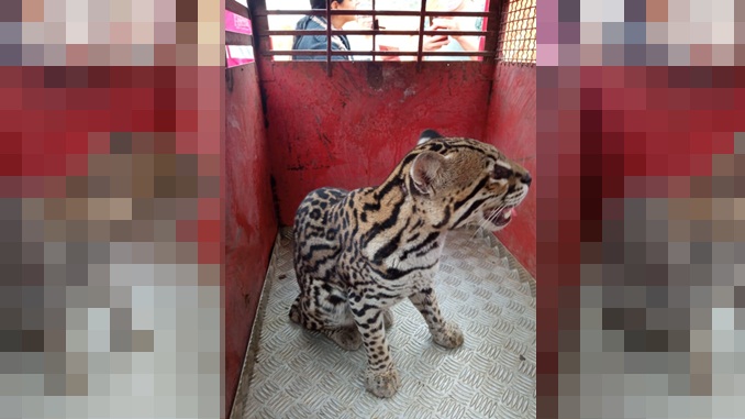 Onça jaguatirica é capturada no distrito de Correia de Almeida