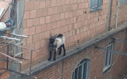 Bombeiros resgatam cabrito preso em beiral de laje