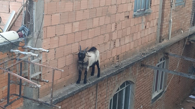 Bombeiros resgatam cabrito preso em beiral de laje