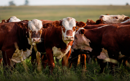 Primeira etapa da vacinação contra a febre aftosa termina na próxima segunda (31)