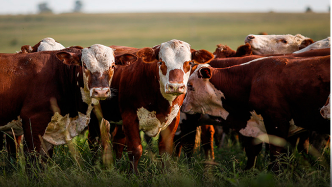 Primeira etapa da vacinação contra a febre aftosa termina na próxima segunda (31)
