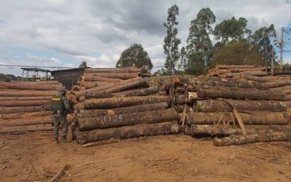 Ibama: apreensão de araucária ilegal no Sul de Minas Gerais é considerada a maior da história