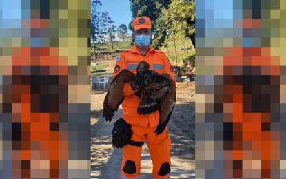 Bombeiros resgatam gavião preso em cerca de arame