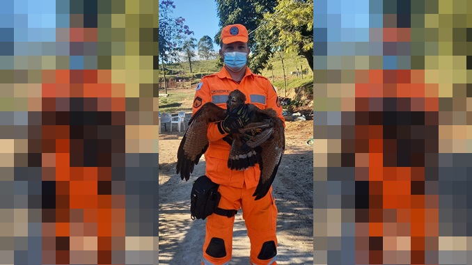 Bombeiros resgatam gavião preso em cerca de arame