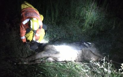 Bombeiros resgatam vaca que caiu em lagoa