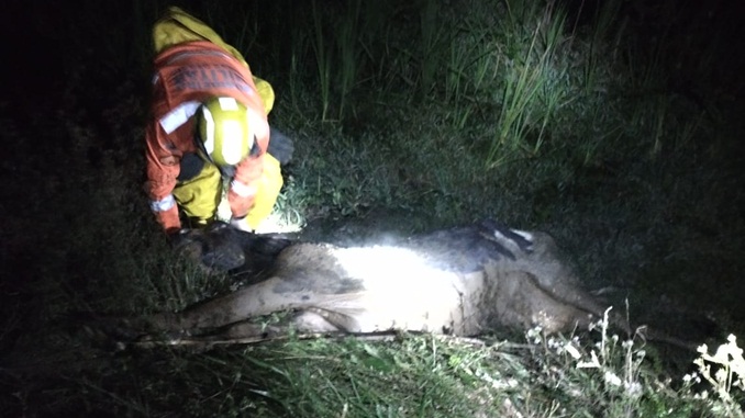 Bombeiros resgatam vaca que caiu em lagoa