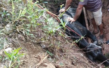 Bombeiros resgatam vaca caída em buraco no bairro Tejuco, em São João del-Rei