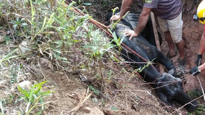 Bombeiros resgatam vaca caída em buraco no bairro Tejuco, em São João del-Rei