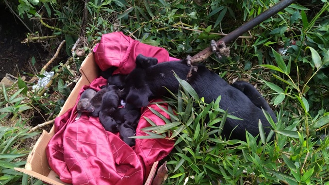 Bombeiros resgatam cadela e filhotes em situação de perigo