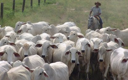 Prazo para vacinação contra a febre aftosa é adiado em MG