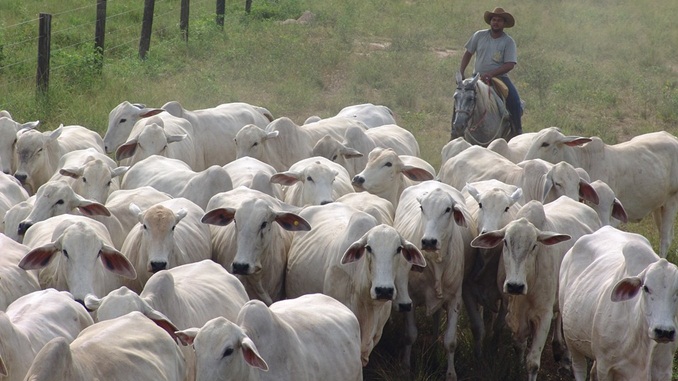 Prazo para vacinação contra a febre aftosa é adiado em MG