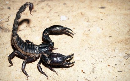 Criança de três anos morre após ser picada por escorpião em Monte Azul