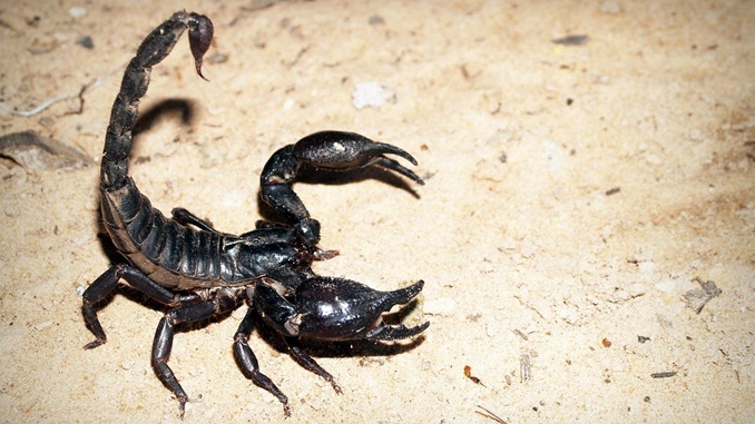 Criança de três anos morre após ser picada por escorpião em Monte Azul