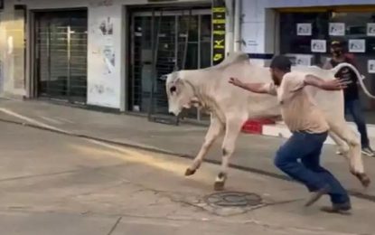 Araxá: Boi foge de leilão e causa susto em loja