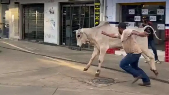 Araxá: Boi foge de leilão e causa susto em loja