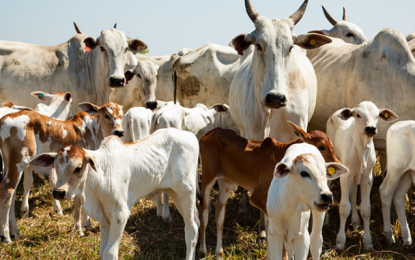 Abate de bovinos cai e de frangos é recorde no primeiro trimestre