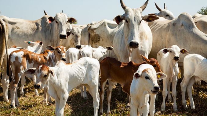 Abate de bovinos cai e de frangos é recorde no primeiro trimestre