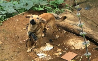 Polícia Civil indicia suspeito por maus tratos contra animais em Santos Dumont
