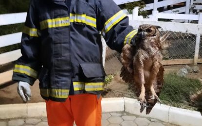 Bombeiros resgatam coruja presa em tela de galinheiro