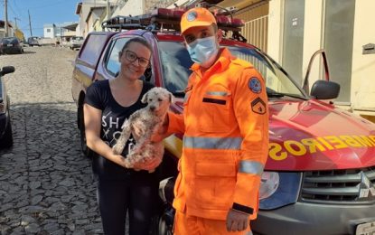 Bombeiros resgatam cão em local de difícil acesso