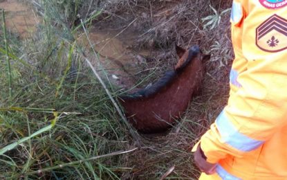 Bombeiros resgatam égua em brejo, coberta pela lama e água fria