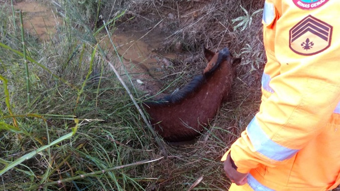 Bombeiros resgatam égua em brejo, coberta pela lama e água fria