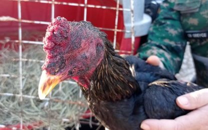 Polícia Militar prende autor de rinha de galos por maus tratos