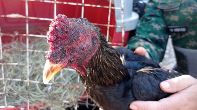 Polícia Militar prende autor de rinha de galos por maus tratos