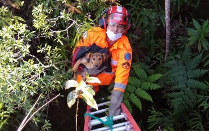 Bombeiros resgatam cão preso em buraco por três dias