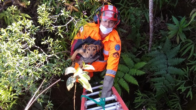 Bombeiros resgatam cão preso em buraco por três dias