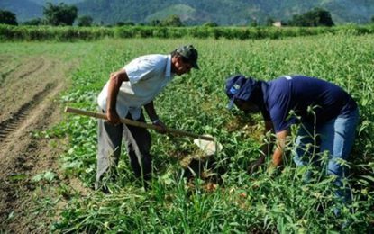 Pequenos produtores rurais terão acesso a mais de R$ 5 bi; recurso foi disponibilizado pelo BNDES