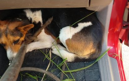 Bombeiros resgatam cão atacado por ouriço no bairro Jardim América, em São João del Rei