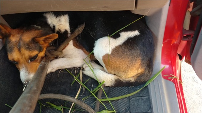 Bombeiros resgatam cão atacado por ouriço no bairro Jardim América, em São João del Rei