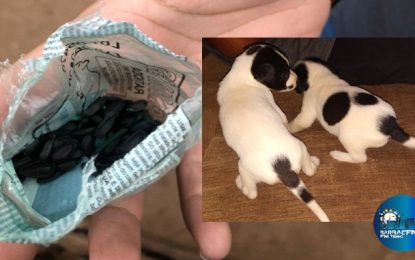 Polícia Civil indicia homem por maus tratos contra cães, em Santos Dumont