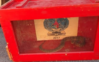 Cobra jararaca é capturada em via pública ​no bairro Roman, em Barbacena