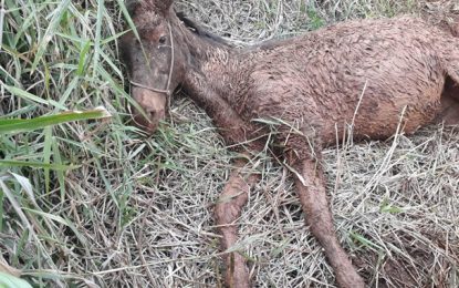 Bombeiros resgatam égua presa na lama em Carandaí