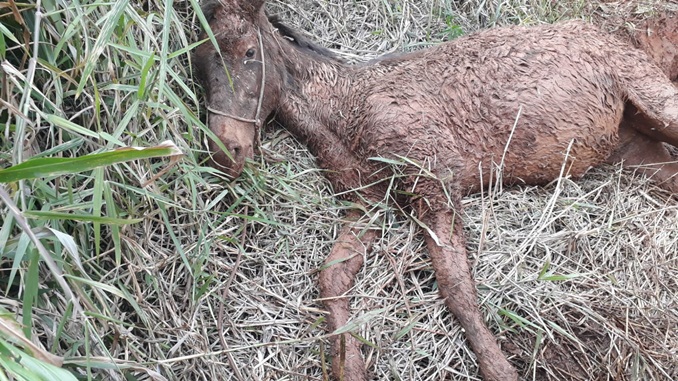 Bombeiros resgatam égua presa na lama em Carandaí